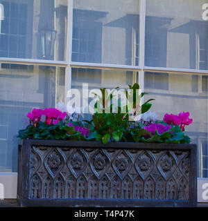 Eingemachte Blumen in einem Fenster angezeigt. Stockfoto