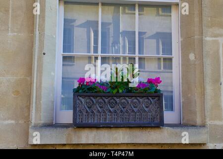 Eingemachte Blumen in einem Fenster angezeigt. Stockfoto