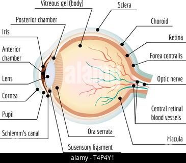Menschliche Auge Abschnitt Infografik. Cartoon des menschlichen Auges Abschnitt vektor Infografik für Web Design Stock Vektor
