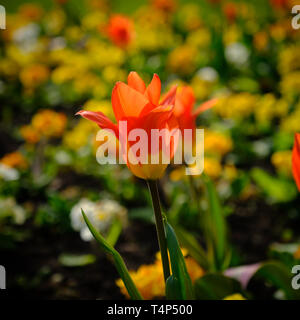 Orange und gelbe Tulpe im Frühling Stockfoto