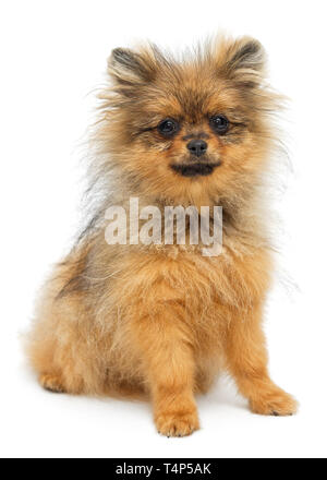 Witzig und ein shaggy - behaarte Welpen der Rasse ein Pomeranian Spitz auf weißem Hintergrund Stockfoto