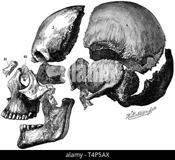 Entdeckte Schädel eines Erwachsenen männlichen, von der linken Seite gesehen. 1) Hinterhauptschuppe, 2) sphenoid, getrennt von der Säge, 3) temporal Bone, 4) parietale Knochen, 5) Stirnbein, 6) ethmoidal Knochen, 7) maxillaris Knochen, 8) Jochbeinbogen Knochen, 9) palatal Knochen, 10) reißen Bein, 11) nasalen Knochen, 12) Unterkiefer, W.A. Meyn fec. 1887 Stockfoto