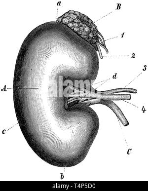 Die rechte Niere und Nebenniere eines Erwachsenen. A) B) Niere, Nebenniere, Harnleiter, C) a), b), c), d) der seitlichen Grenze Tor. 1) und 2) Nebennieren Arterie und Vene, 3, 4) Niere Arterie und Vene, anonym 1887 Stockfoto