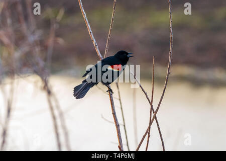 Ein redwing Amsel singt von der Stange, die in den Teich Stockfoto