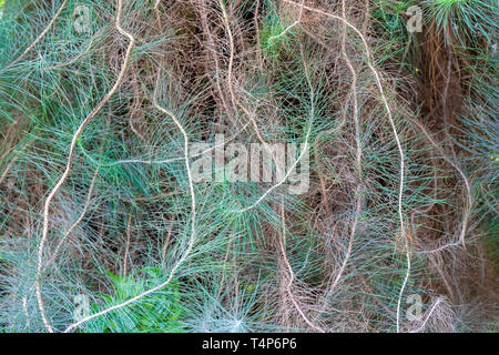 Nadeln der kanarischen Kiefer. Stockfoto