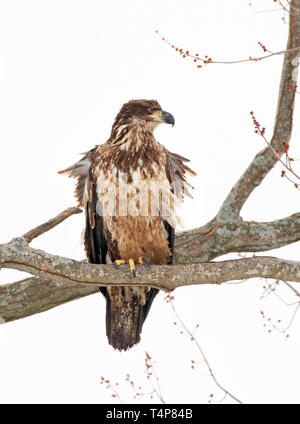 Portrait einer Jugendlichen Weißkopfseeadler haliaeetus leucocephalus thront in einem Baum in Kanada Stockfoto
