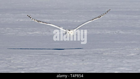 Snowy Owl fliegt tief über ein schneebedecktes Feld in Ottawa, Kanada Stockfoto