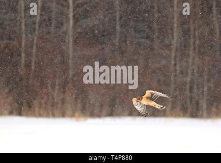 Nordweihe (Circus cyaneus) fliegt über ein schneebedecktes Feld auf der Jagd nach Beute in Kanada Stockfoto
