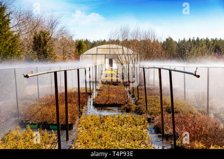 Bewässerung arbeiten an Gärtnerei Plantage Stockfoto