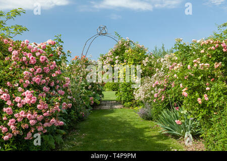 Roquelin's Gardens, Les Jardins de Roquelin, Frankreich: Weg gesäumt von rosensträucher (nur obligatorische Erwähnung der Garten name und Redaktion) Stockfoto