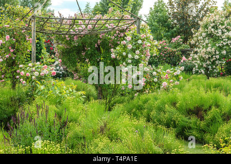 Roquelin's Gardens, Les Jardins de Roquelin, Frankreich: Grün (Santolina rosmarinifolia Santolina Blumenbeet) mit in der Mitte einen hölzernen Gloriette und t Stockfoto