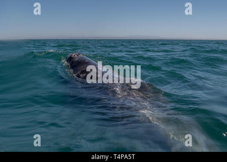 Grauwale (Eschrichtius robustus) Oberflächen vor der Küste von Baja California, Mexiko. Stockfoto