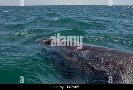 Grauwale (Eschrichtius robustus) Oberflächen vor der Küste von Baja California, Mexiko. Stockfoto