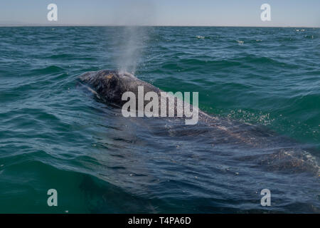 Grauwale (Eschrichtius robustus) Oberflächen vor der Küste von Baja California, Mexiko. Stockfoto