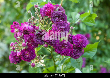 Frankreich: Rose 'Bleu Magenta' (Rosa 'Bleu Magenta') Stockfoto