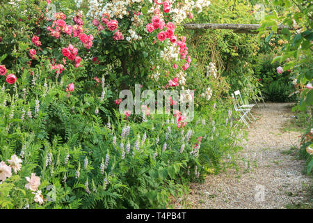 Roquelin's Gardens, Les Jardins de Roquelin, Frankreich: Ziegenkäse - Rue, galega (Galega officinalis) und Rose, Rosa "rosa Wolke" im Rahmen eines Pfades (obligat Stockfoto