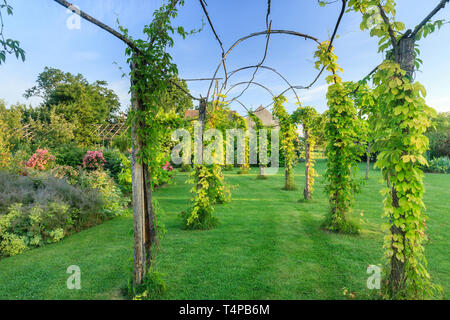 Roquelin's Gardens, Les Jardins de Roquelin, Frankreich: lange Tunnel pergola gepflanzt mit goldenen Hopfen (Humulus lupulus 'Aureus') und Jungfrau Reben mit 5. Stockfoto