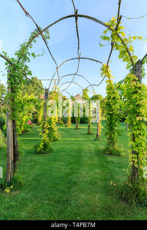 Roquelin's Gardens, Les Jardins de Roquelin, Frankreich: lange Tunnel pergola gepflanzt mit goldenen Hopfen (Humulus lupulus 'Aureus') und Jungfrau Reben mit 5. Stockfoto