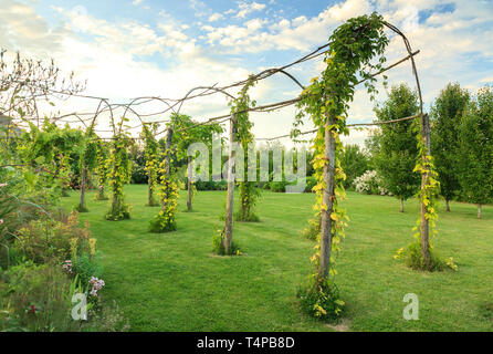 Roquelin's Gardens, Les Jardins de Roquelin, Frankreich: lange Tunnel pergola gepflanzt mit goldenen Hopfen (Humulus lupulus 'Aureus') und Jungfrau Reben mit 5. Stockfoto