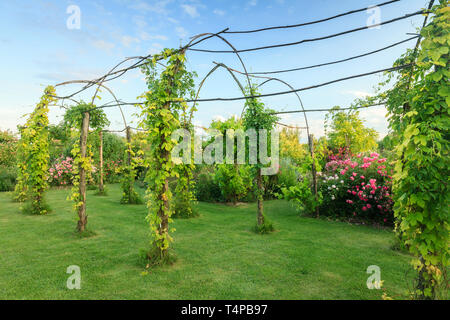 Roquelin's Gardens, Les Jardins de Roquelin, Frankreich: lange Tunnel pergola gepflanzt mit goldenen Hopfen (Humulus lupulus 'Aureus') und Jungfrau Reben mit 5. Stockfoto