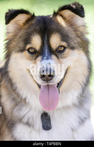 Deutscher Schäferhund und sibirischen Husky gemischt Hund Kopf schoss. Stockfoto