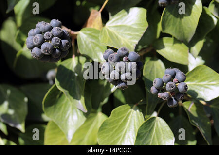 Ivy Beeren und Blätter von Efeu Pflanzen in Nahaufnahme. Das Foto wurde an einem sonnigen Frühlingstag in Nyon, Schweiz übernommen. Bunt closeup Foto Stockfoto