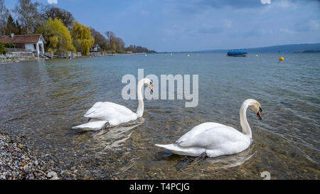 Weißer Schwan im Wasser Szene, Frankfurt, Hessen, Deutschland Stockfoto