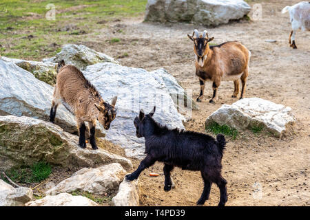Zwei Böcke kämpfen auf Felsen im Opel Zoo, Königstein im Taunus Stockfoto