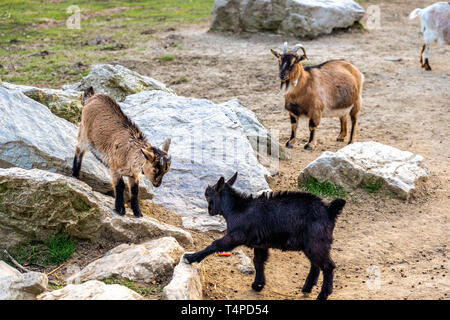 Zwei Böcke kämpfen auf Felsen im Opel Zoo, Königstein im Taunus Stockfoto