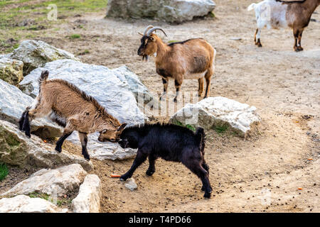 Zwei Böcke kämpfen auf Felsen im Opel Zoo, Königstein im Taunus Stockfoto