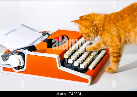 Wenig flauschig, rot, wie ein Fuchs, das Kätzchen mit einem orangefarbenen Maschine für den Druck gespielt Stockfoto