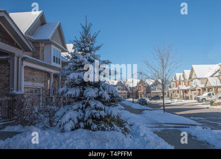 Eine große, schöne Tanne wächst in der Nähe des Hauses, bedeckt mit Schnee vom letzten Schneesturm Stockfoto