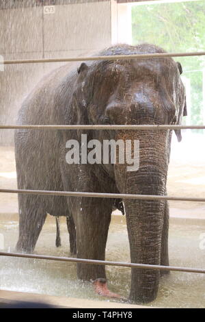 Elefanten hinter Gittern am Smithsonial National Zoo Stockfoto