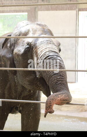 Elefanten hinter Gittern am Smithsonial National Zoo Stockfoto