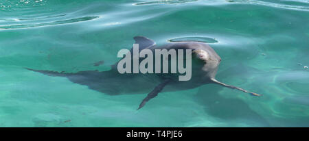 Delfin im blauen Wasser im Meer. Kuba. Stockfoto