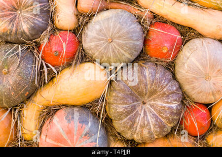 Stapel der verschiedenen Kürbisse im Herbst Thanksgiving Harvest Festival. Hintergrund, Gemüse. Stockfoto