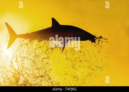 Silhouette von springen Great White Shark. Red Sky von Sunrise. Great White Shark Verletzung in Angriff. Wissenschaftlicher Name: Carcharodon carcharias. South A Stockfoto