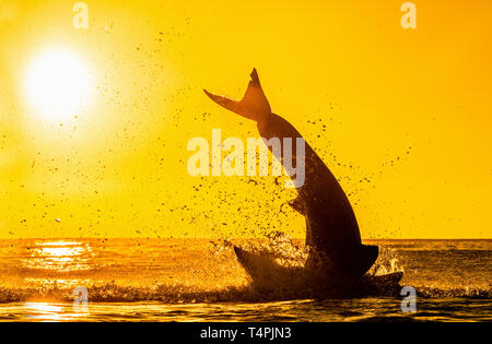 Silhouette von springen Great White Shark. Red Sky von Sunrise. Great White Shark Verletzung in Angriff. Wissenschaftlicher Name: Carcharodon carcharias. South A Stockfoto