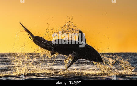 Silhouette von springen Great White Shark. Red Sky von Sunrise. Great White Shark Verletzung in Angriff. Wissenschaftlicher Name: Carcharodon carcharias. South A Stockfoto