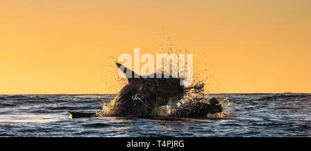 Silhouette von springen Great White Shark. Red Sky von Sunrise. Great White Shark Verletzung in Angriff. Wissenschaftlicher Name: Carcharodon carcharias. South A Stockfoto