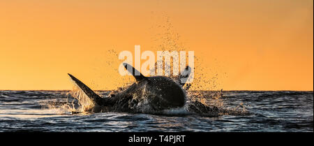 Silhouette von springen Great White Shark. Red Sky von Sunrise. Great White Shark Verletzung in Angriff. Wissenschaftlicher Name: Carcharodon carcharias. South A Stockfoto