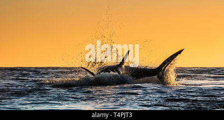 Silhouette von springen Great White Shark. Red Sky von Sunrise. Great White Shark Verletzung in Angriff. Wissenschaftlicher Name: Carcharodon carcharias. South A Stockfoto