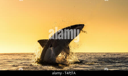 Silhouette von springen Great White Shark. Red Sky von Sunrise. Great White Shark Verletzung in Angriff. Wissenschaftlicher Name: Carcharodon carcharias. South A Stockfoto