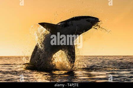 Silhouette von springen Great White Shark. Red Sky von Sunrise. Great White Shark Verletzung in Angriff. Wissenschaftlicher Name: Carcharodon carcharias. South A Stockfoto