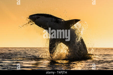 Silhouette von springen Great White Shark. Red Sky von Sunrise. Great White Shark Verletzung in Angriff. Wissenschaftlicher Name: Carcharodon carcharias. South A Stockfoto