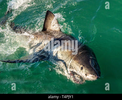 Great White Shark mit offenem Mund im Ozean. Great White Shark in Angriff. Wissenschaftlicher Name: Carcharodon carcharias. Südafrika. Stockfoto