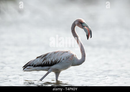 Juvenile amerikanischen Flamingo oder Karibik Flamingo, Wissenschaftlicher Name: Phoenicopterus ruber ruber. Kuba. Stockfoto