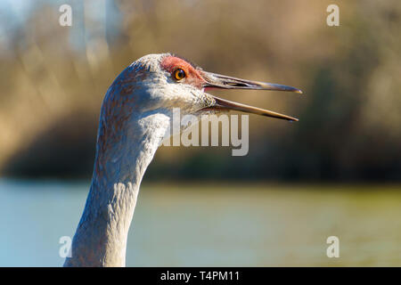 Sandhill Crane Vogel (Grus canadensis), 9 Monate alt, seine Eltern, die Sie anrufen möchten. Stockfoto