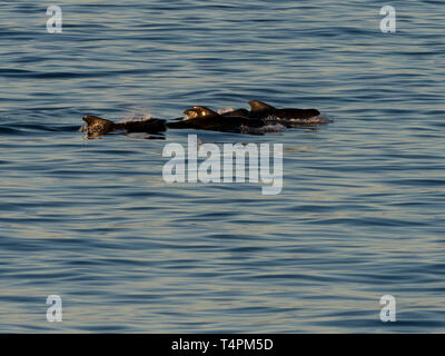 Kurzflossen-grindwal, GLOBICEPHALA MACRORHYNCHUS, auftauchen in der See von Cortez, Baja California Sur, Mexiko Stockfoto