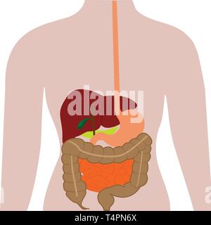 Verdauungsorgane in einem menschlichen Körper. Vector Illustration des menschlichen Körpers Physiologie Stock Vektor